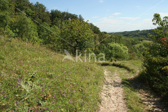 chalk grassland