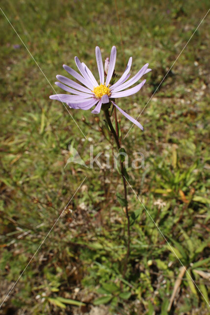 Herfstaster (Aster amellus)