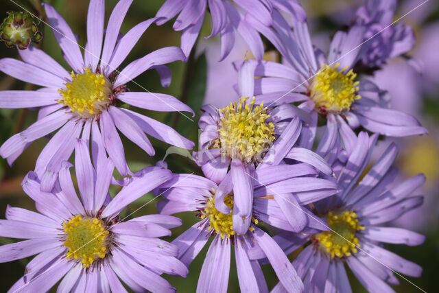 Perennial aster (Aster amellus)