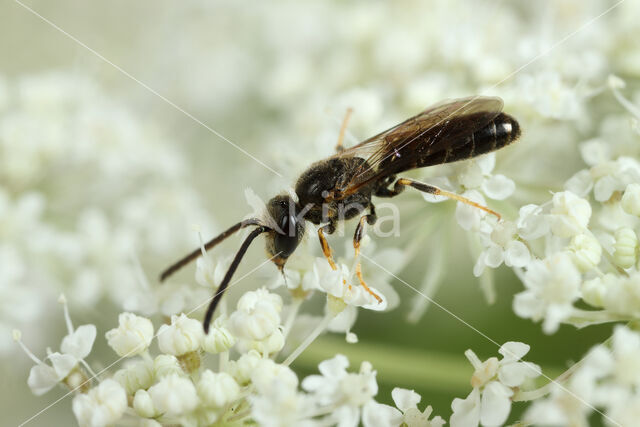 Lasioglossum laticeps