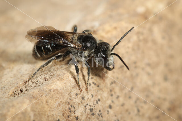 Grote Bandgroefbij (Lasioglossum majus)