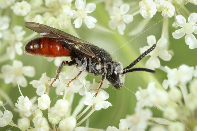 Grote Bloedbij (Sphecodes albilabris)