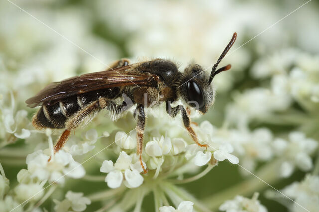 Andrena fulvicornis