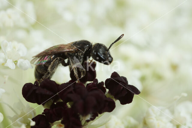 Lasioglossum griseolum