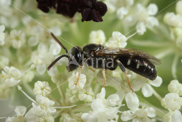 Lasioglossum interruptum