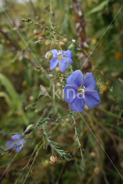 Oostenrijks vlas (Linum austriacum)