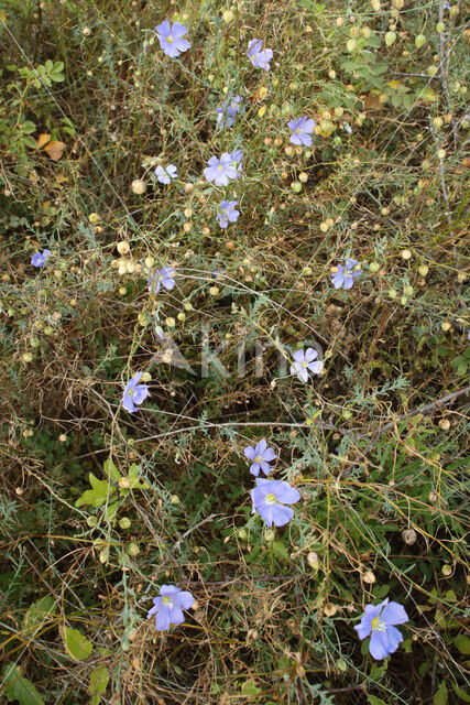 flax (Linum austriacum)