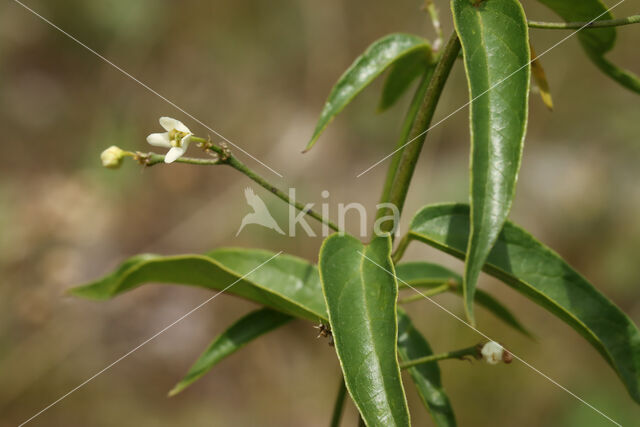 Witte engbloem (Vincetoxicum hirundinaria)