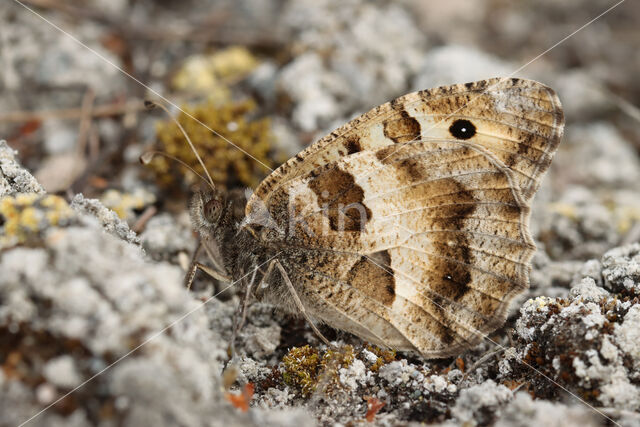 The Hermit (Chazara briseis)