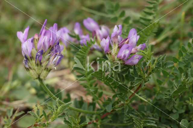 Deense hokjespeul (Astragalus danicus)