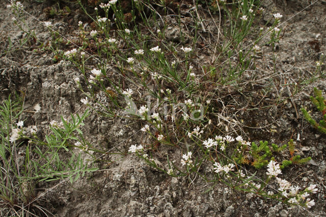 Kalkbedstro (Asperula cynanchica)