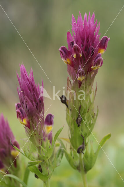 Wilde weit (Melampyrum arvense)