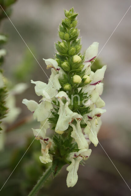 Yellow Woundwort (Stachys recta)