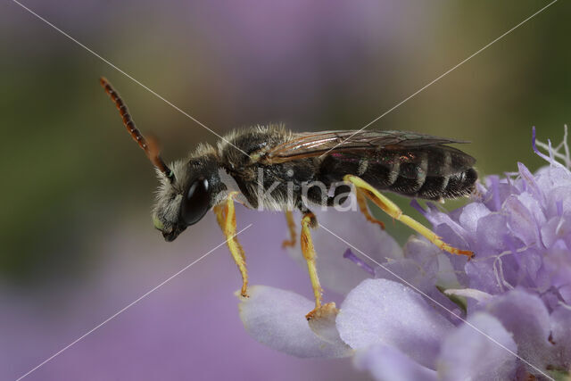 Halictus simplex