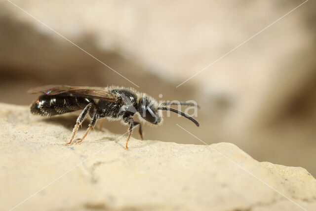 Dwerggroefbij (Lasioglossum pygmaeum)