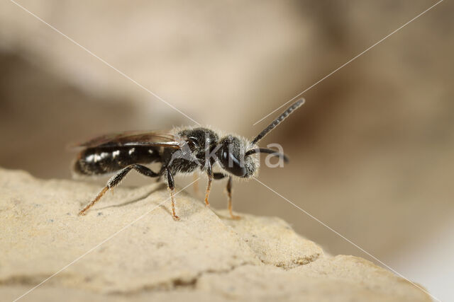 Dwerggroefbij (Lasioglossum pygmaeum)