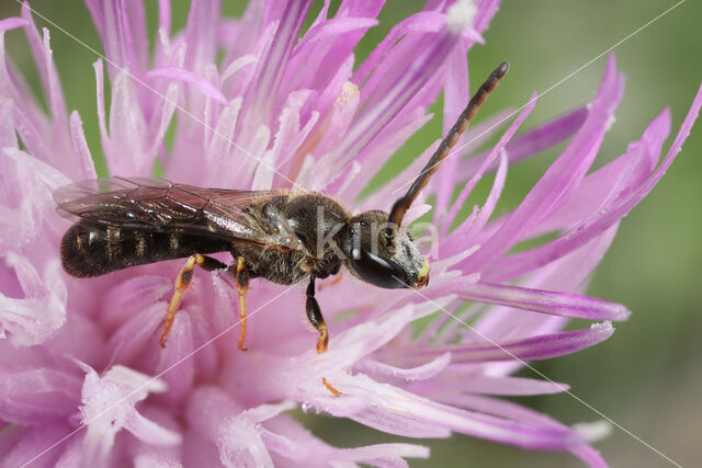 Lasioglossum tricinctum