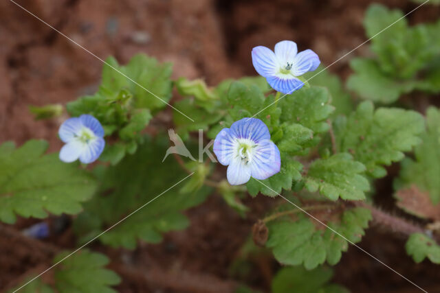 Common Field-speedwell (Veronica persica)