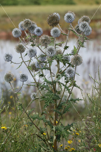 Beklierde kogeldistel (Echinops sphaerocephalus)