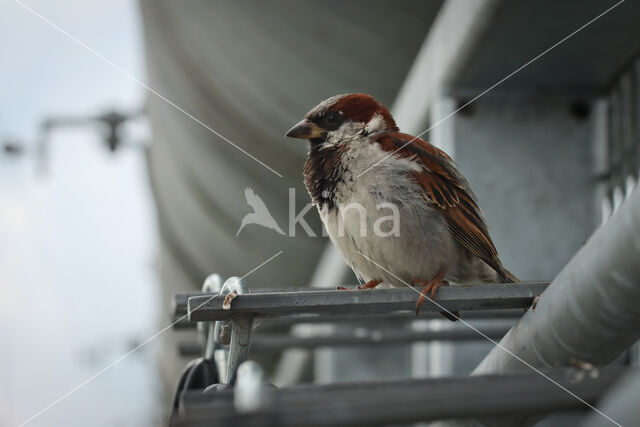 Huismus (Passer domesticus)