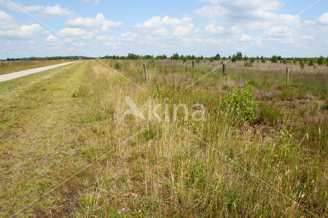 Internationaler Naturpark Bourtanger Moor-Bargerveen