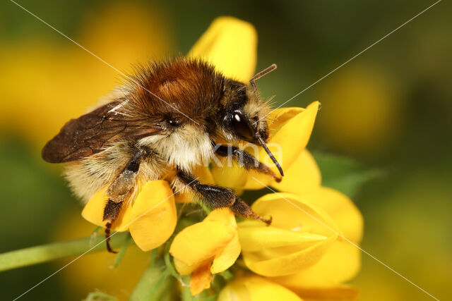 Brown-banded carder bee (Bombus humilis)