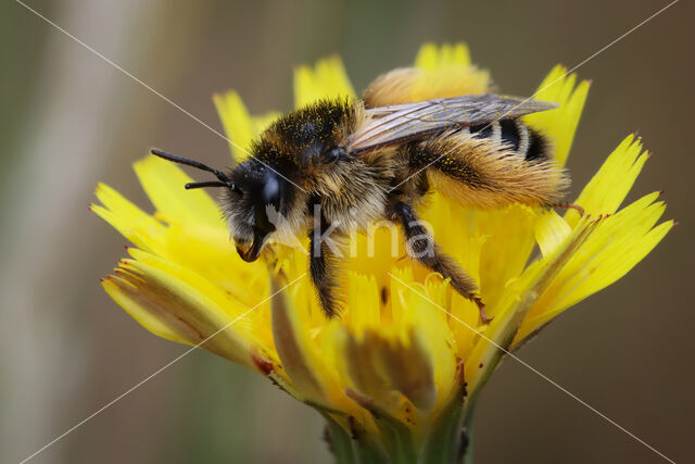 Pluimvoetbij (Dasypoda hirtipes)