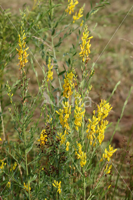 Verfbrem (Genista tinctoria)