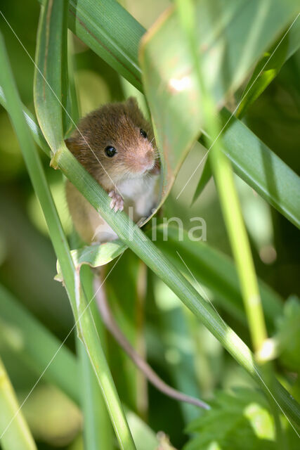 Harvest Mouse (Micromys minutus)