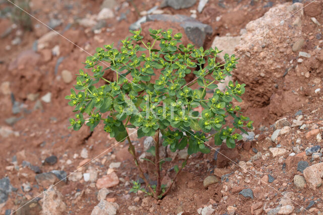 Kroontjeskruid (Euphorbia helioscopia)