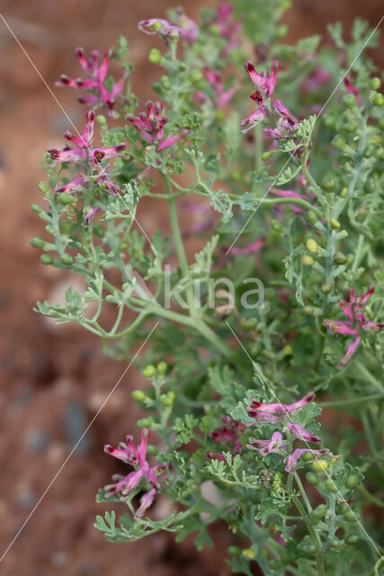 Gewone duivekervel (Fumaria officinalis)