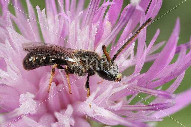 Lasioglossum tricinctum