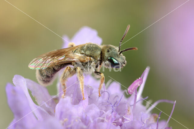 Halictus submediterraneus