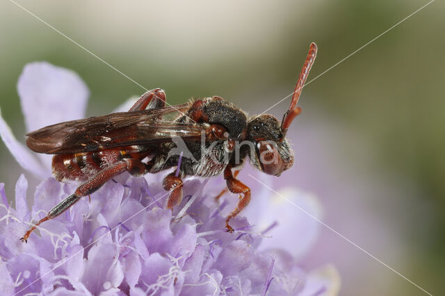 Nomada pleurosticta