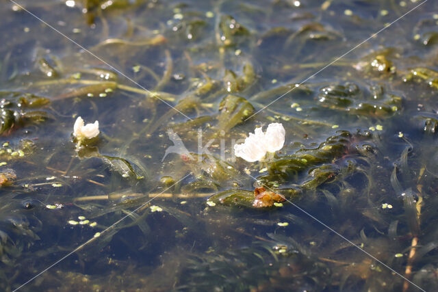 Greater Pondweed (Egeria densa)