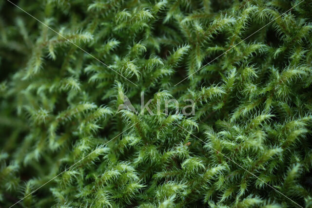 Little Shaggy-moss (Rhytidiadelphus loreus)