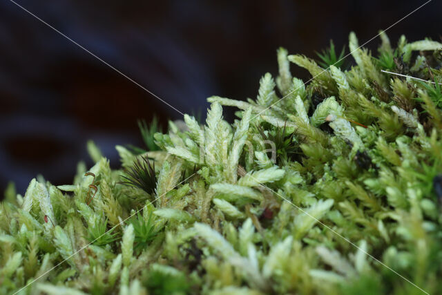 Waved Silk-moss (Plagiothecium undulatum)