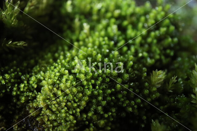 Notched Rustwort (Marsupella emarginata)