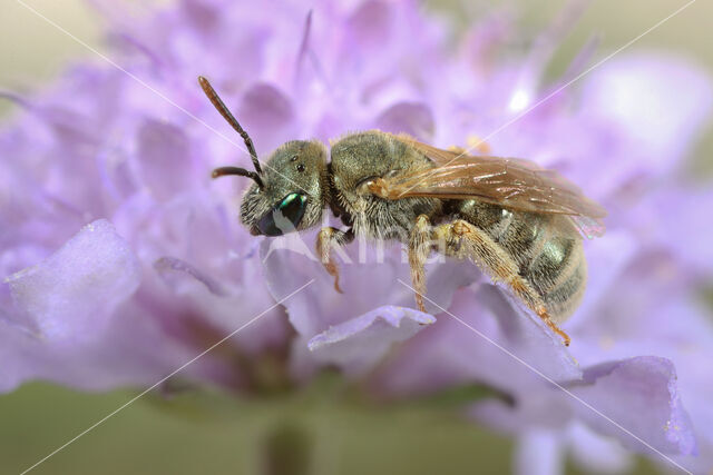 Halictus submediterraneus