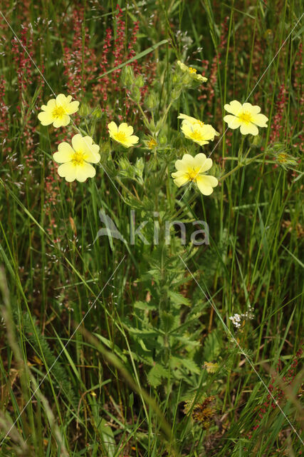 Sulphur Cinquefoil (Potentilla recta)