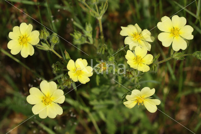 Rechte ganzerik (Potentilla recta)