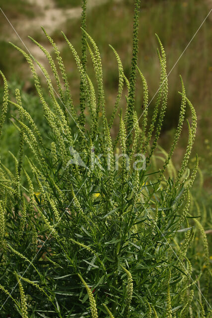 Wouw (Reseda luteola)