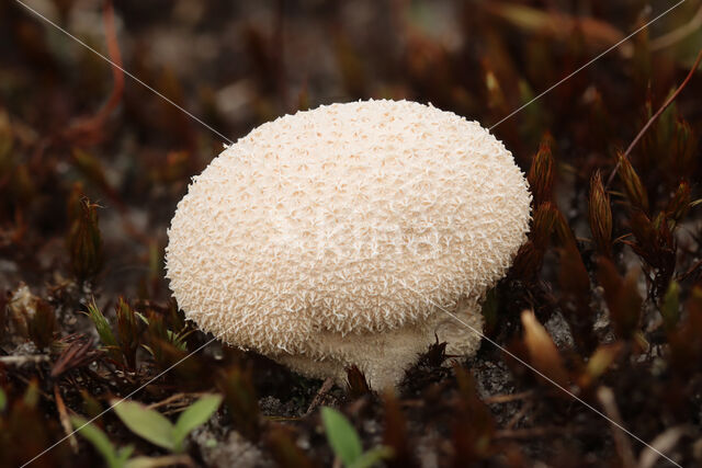 Meadow Puffball (Vascellum pratense)