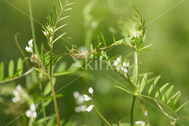 Ringelwikke (Vicia hirsuta)