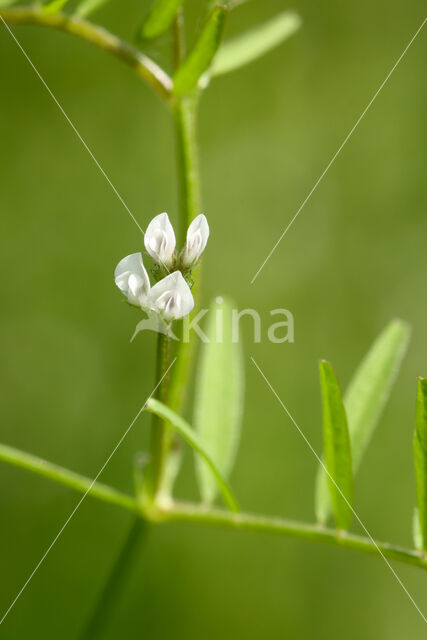 Hairy Tare (Vicia hirsuta)