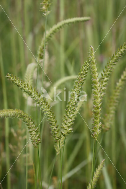 Crested Dog's-tail (Cynosurus cristatus)