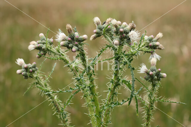 Marsh Thistle (Cirsium palustre)