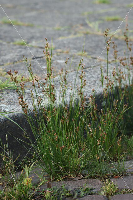 Platte rus (Juncus compressus)