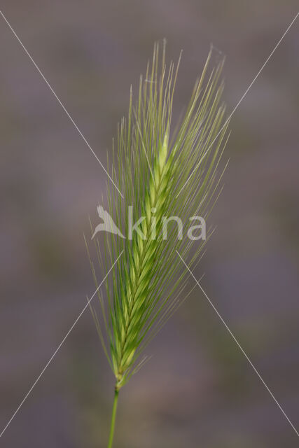 Wall Barley (Hordeum murinum)