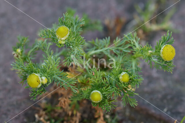 Schijfkamille (Matricaria discoidea)